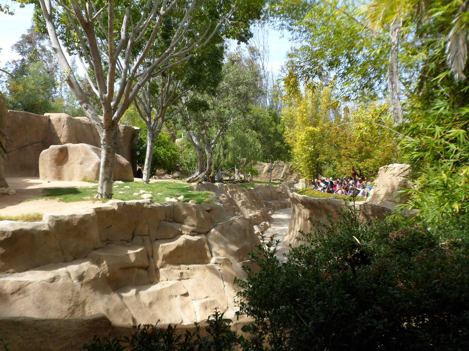 Gorilla Exhibit