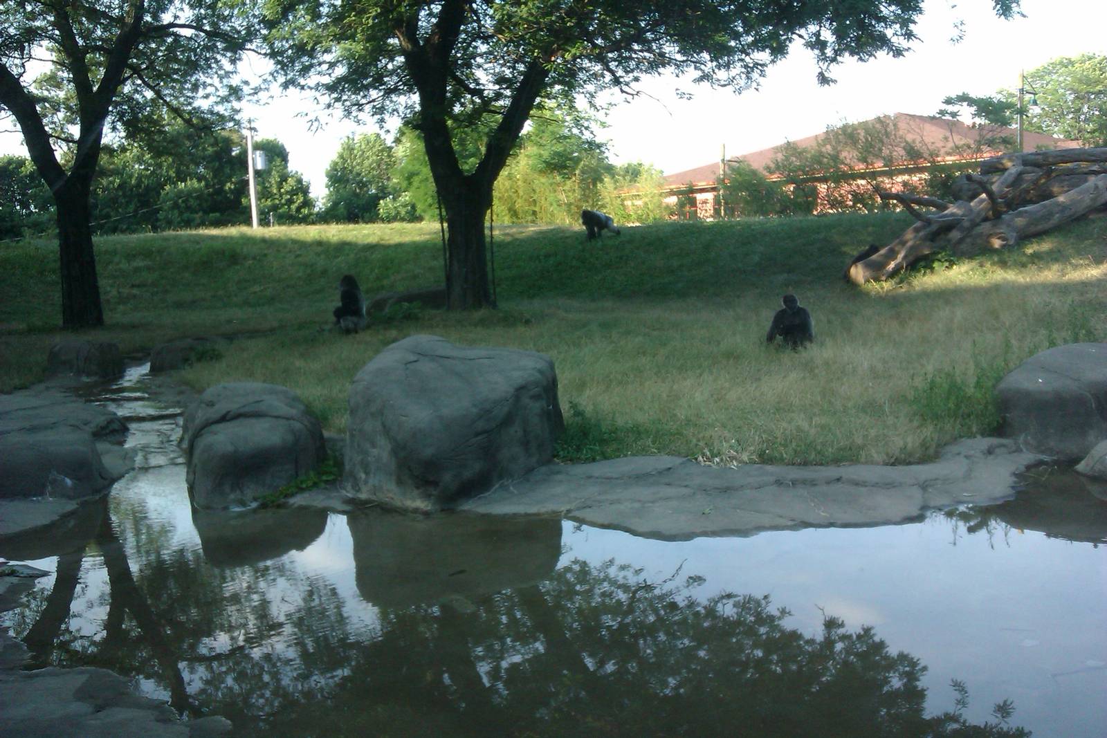 Gorilla Exhibit