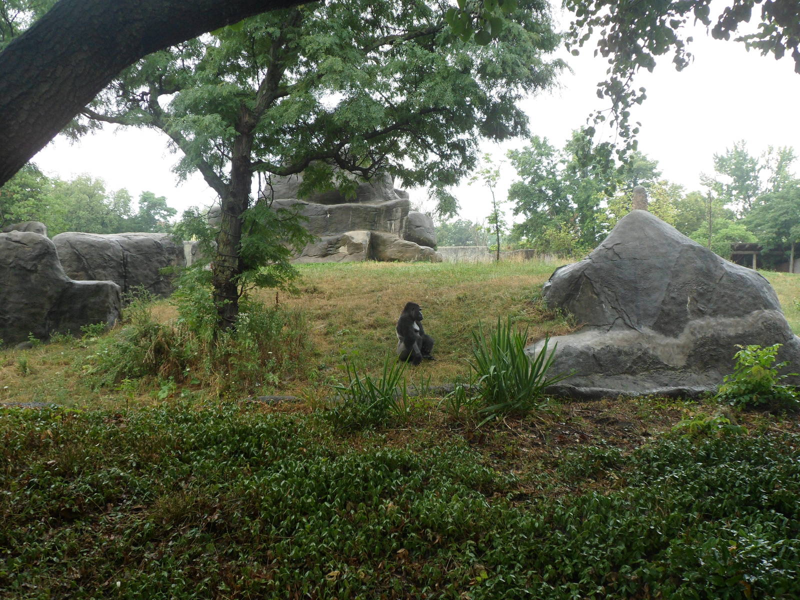 Gorilla Exhibit
