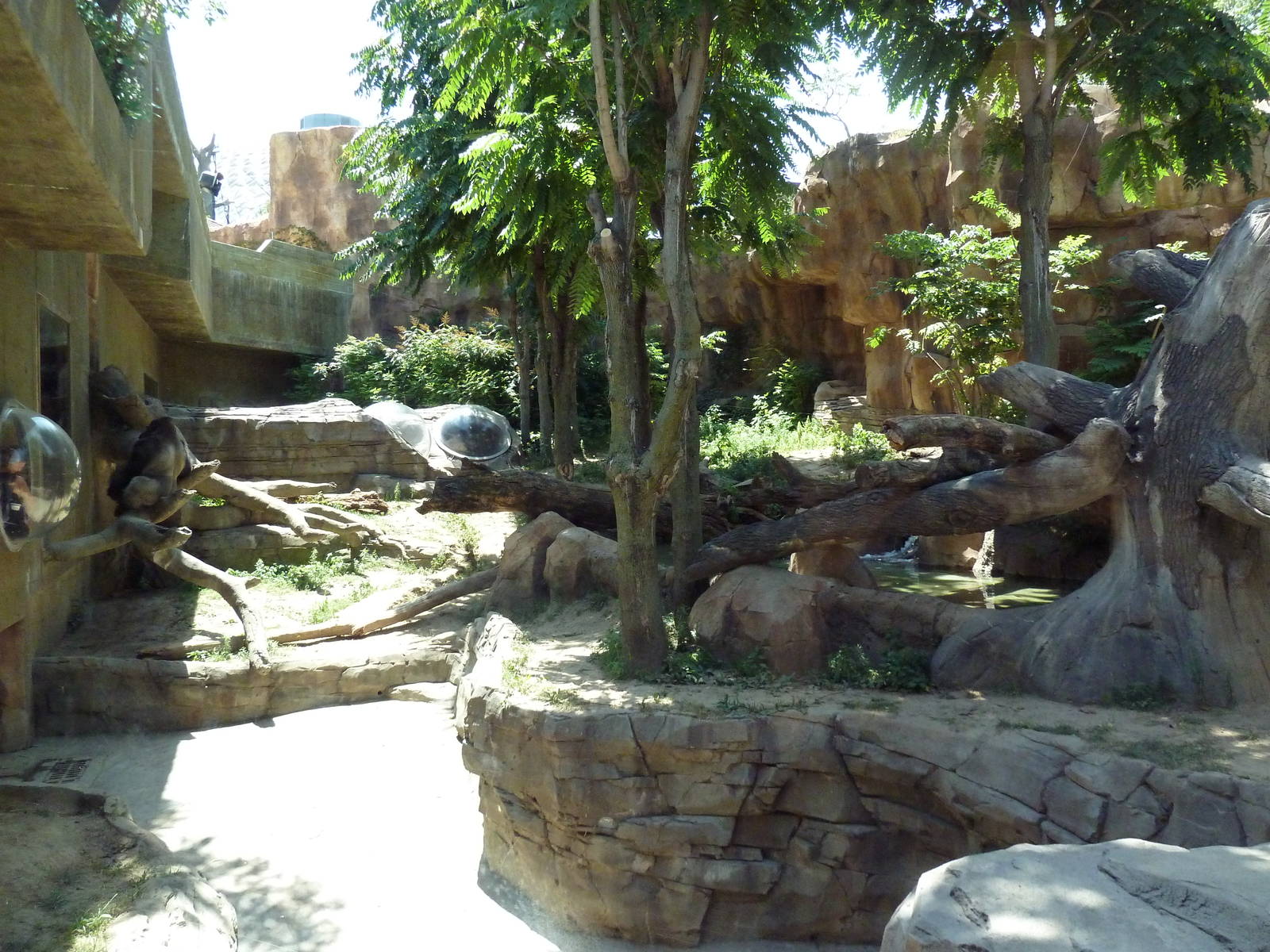 Gorilla Exhibit