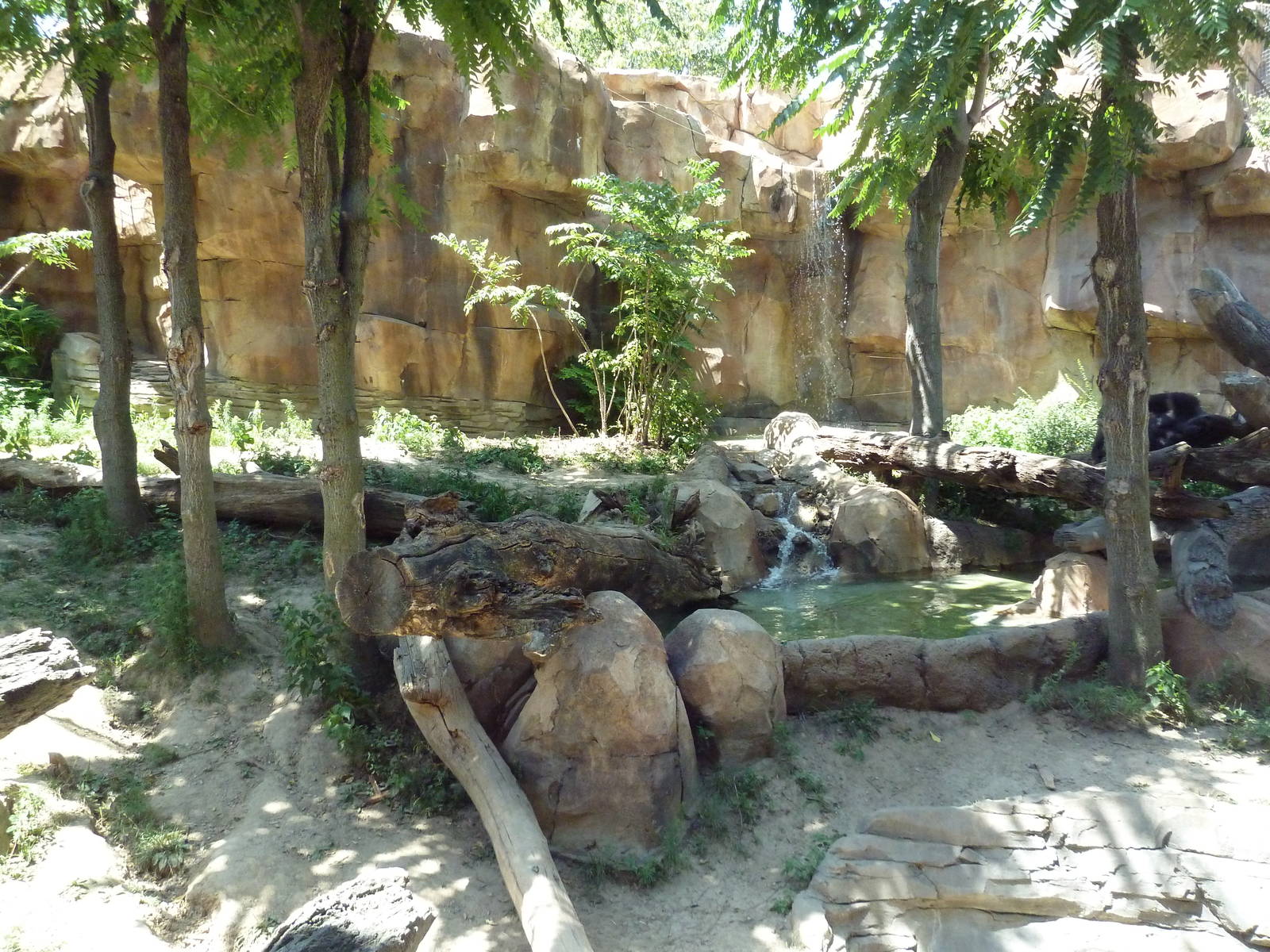 Gorilla Exhibit