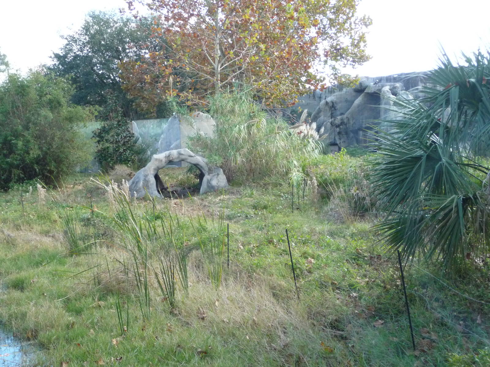 Gorilla Exhibit