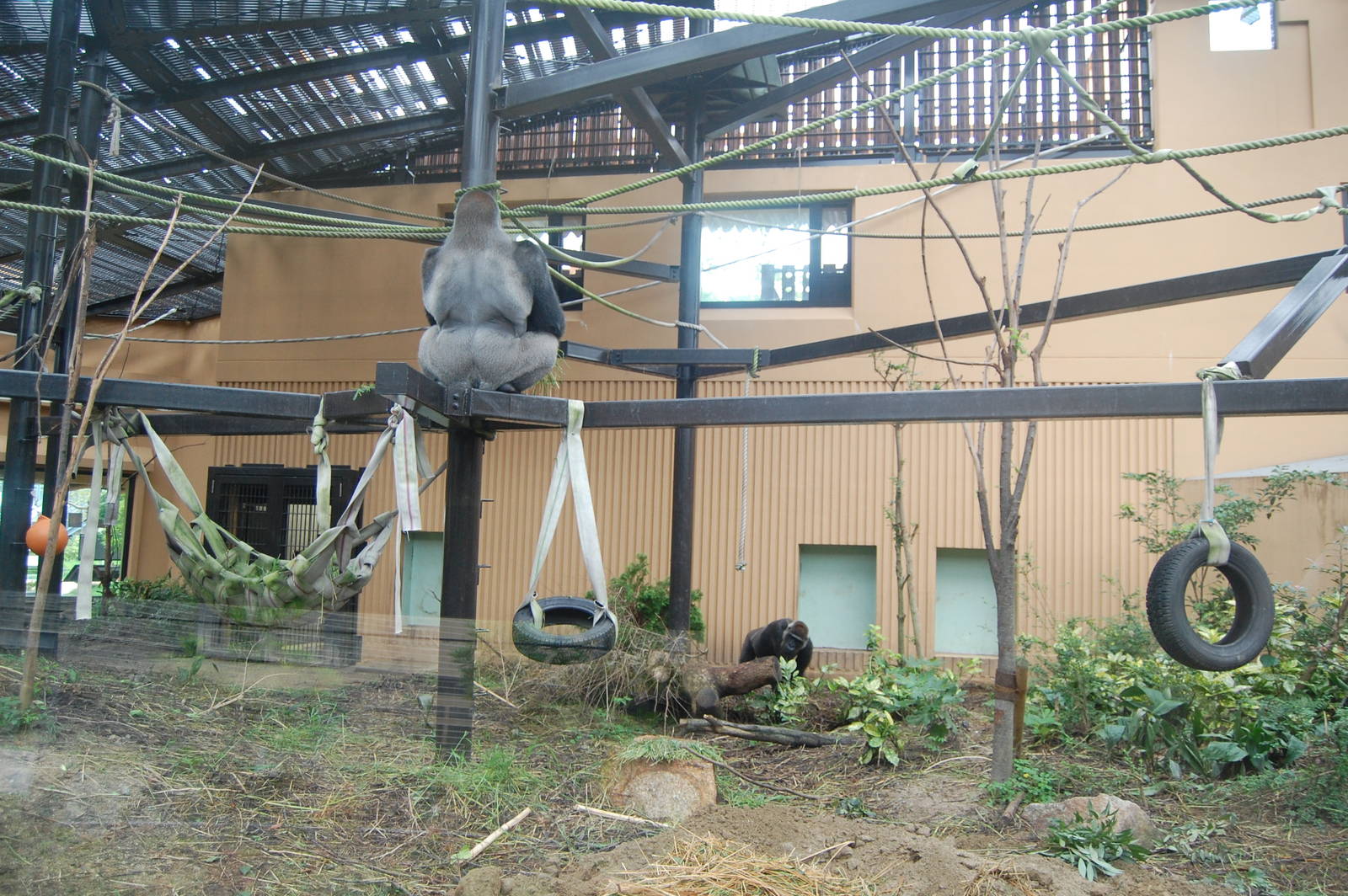 Gorilla Exhibit