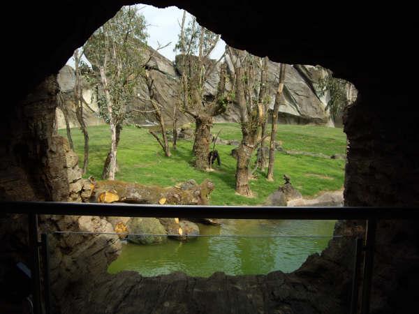 Gorilla exhibit