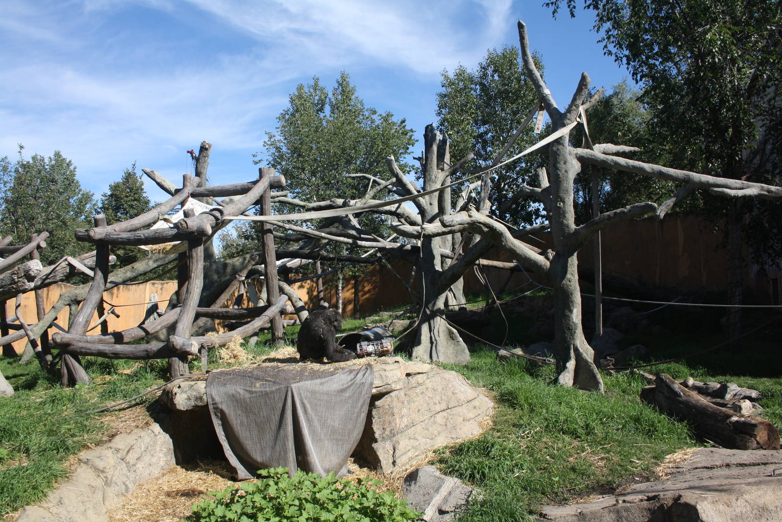 Gorilla Exhibit