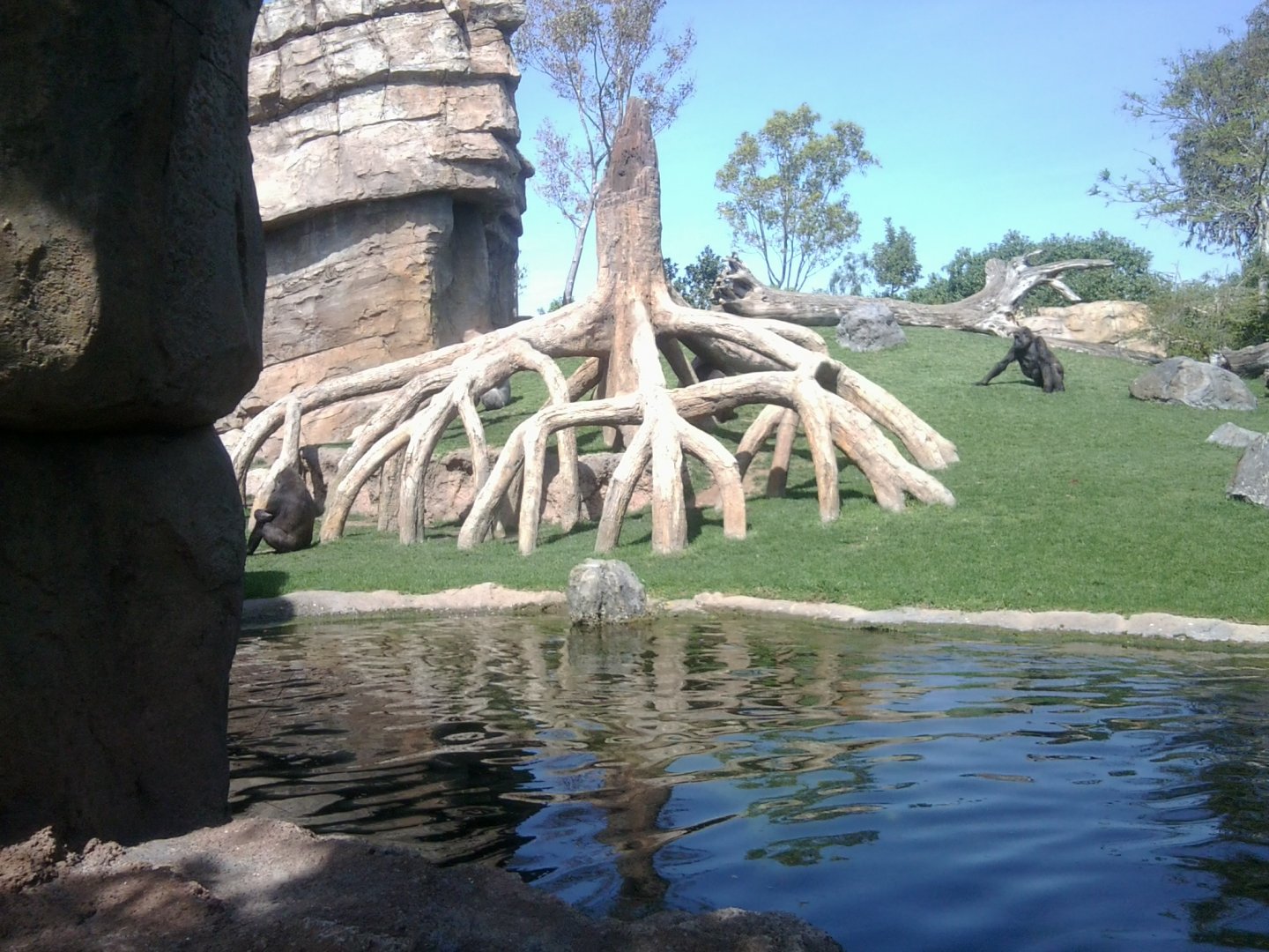 Gorilla exhibit