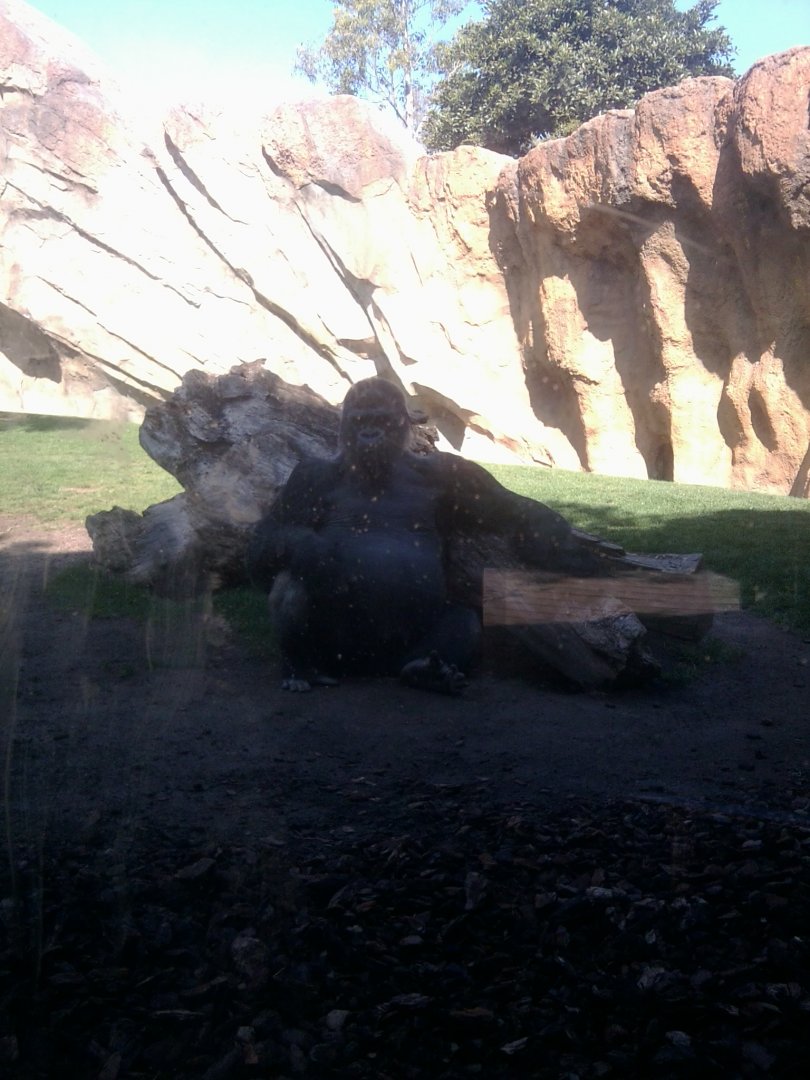Gorilla exhibit