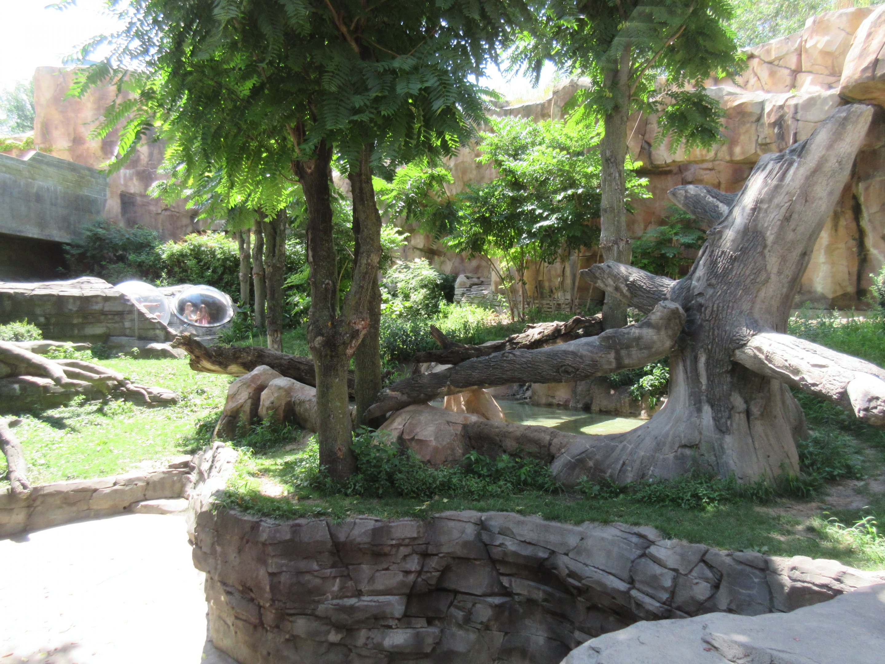 Gorilla Exhibit