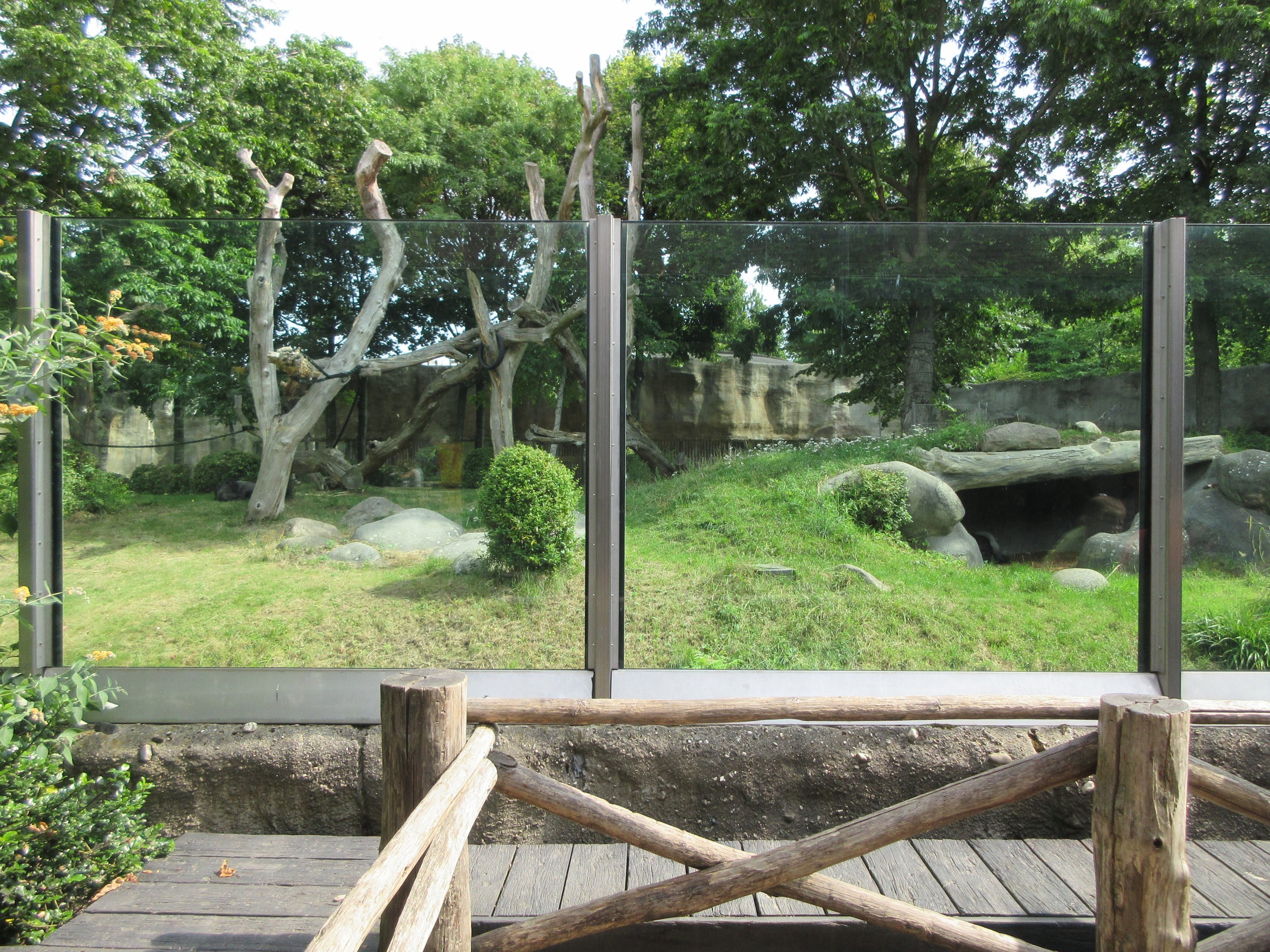 Gorilla Exhibit