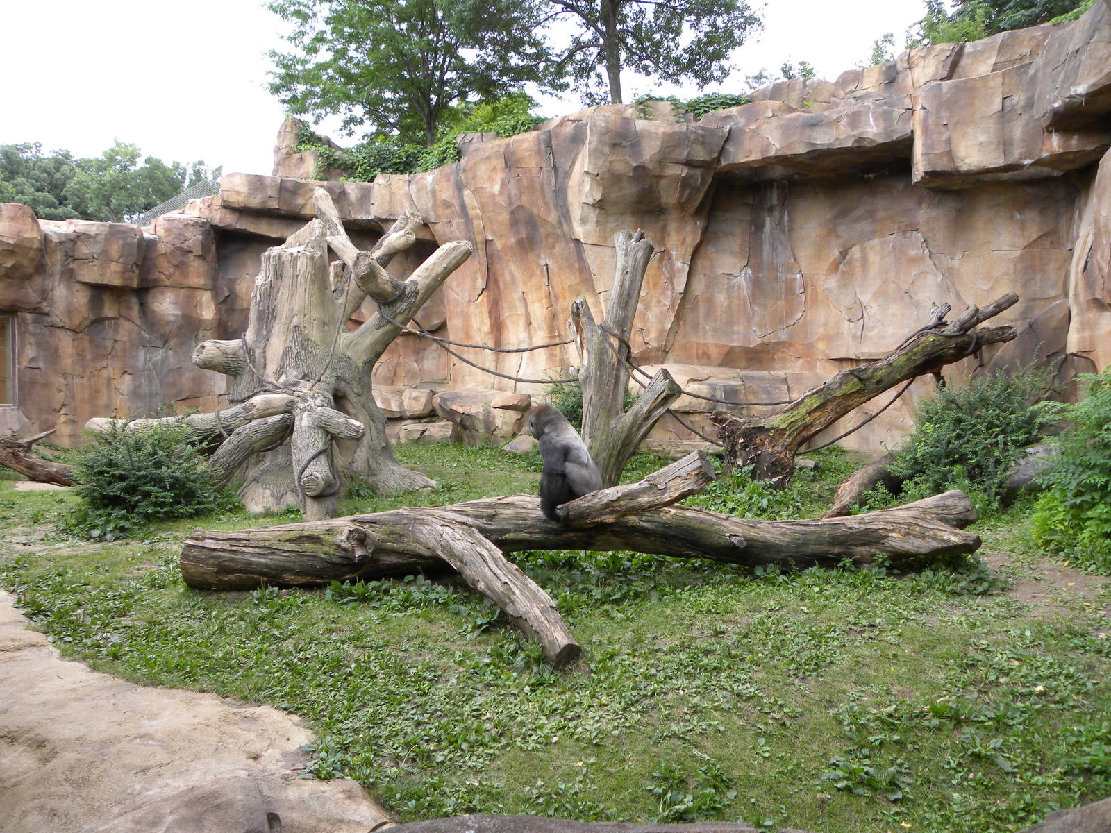 gorilla exhibit