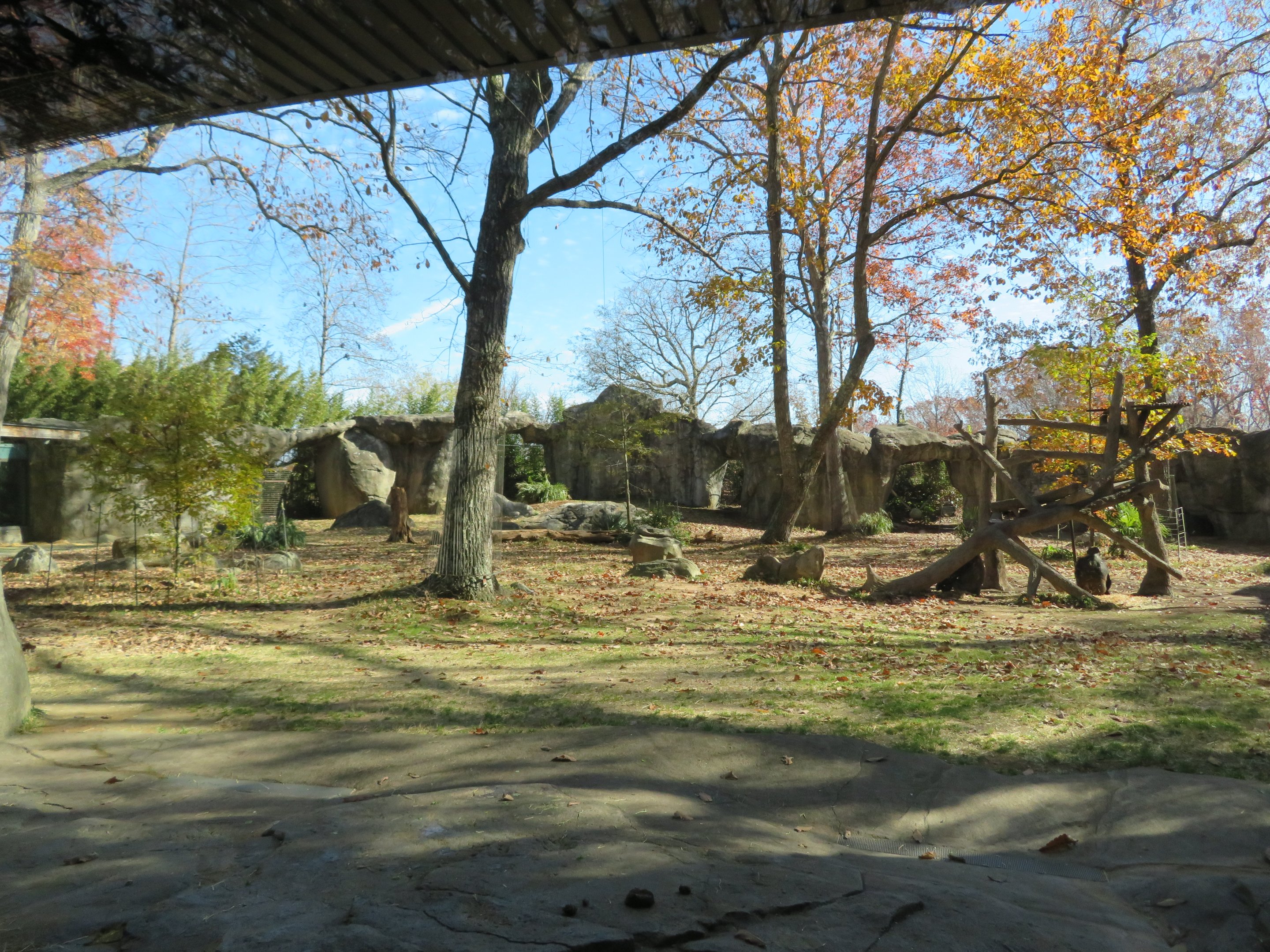 Gorilla Exhibit