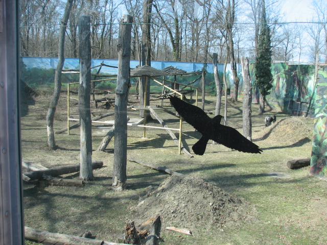 Gorilla exhibit