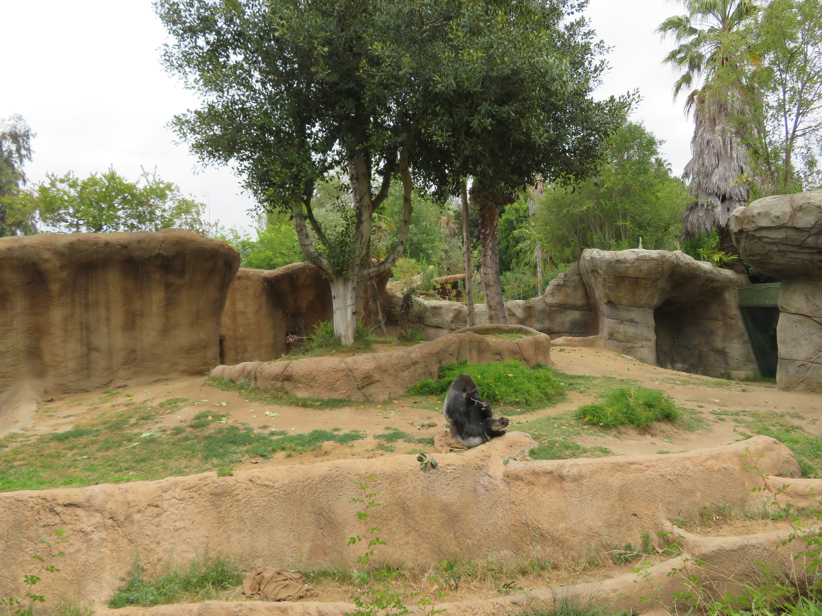 Gorilla Exhibit