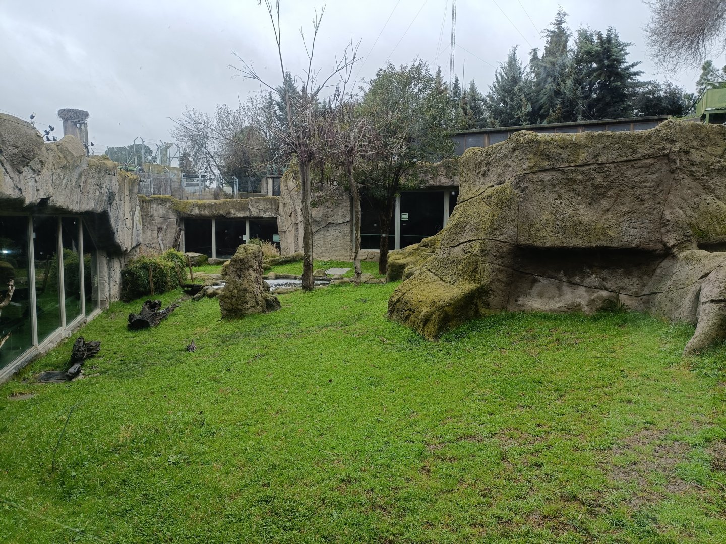 Gorilla exhibit