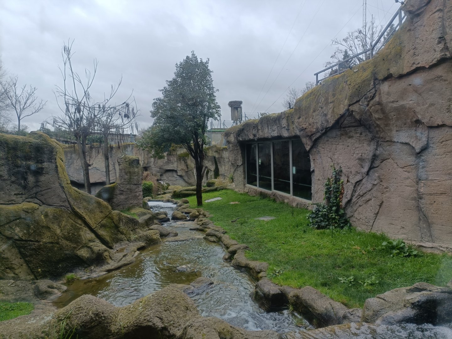 Gorilla exhibit