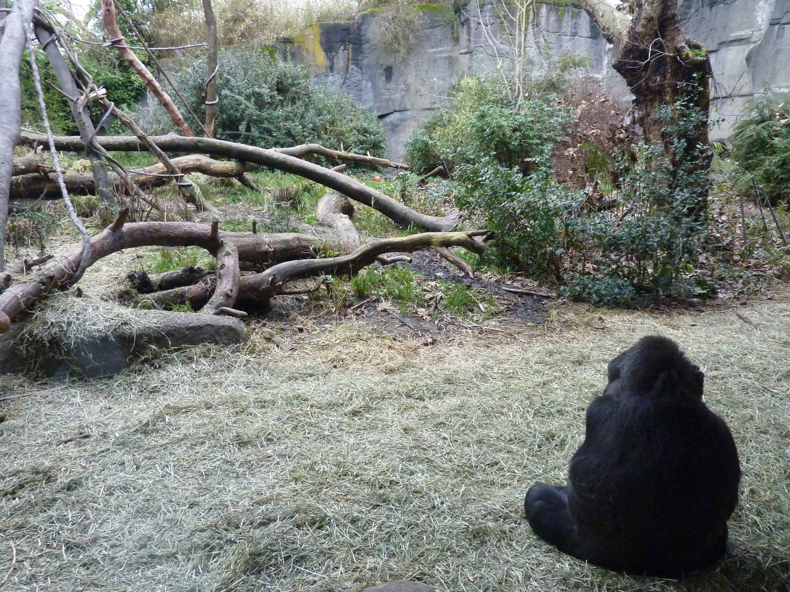 Gorilla Exhibit