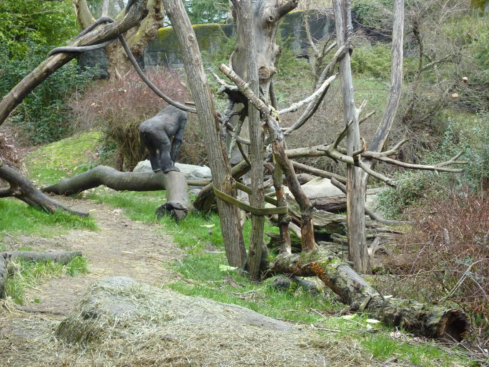 Gorilla Exhibit