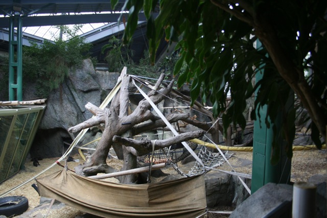 Gorilla Exhibit