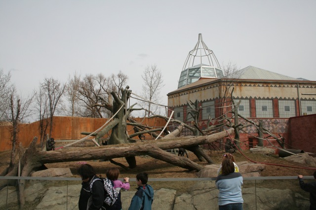 Gorilla Exhibit