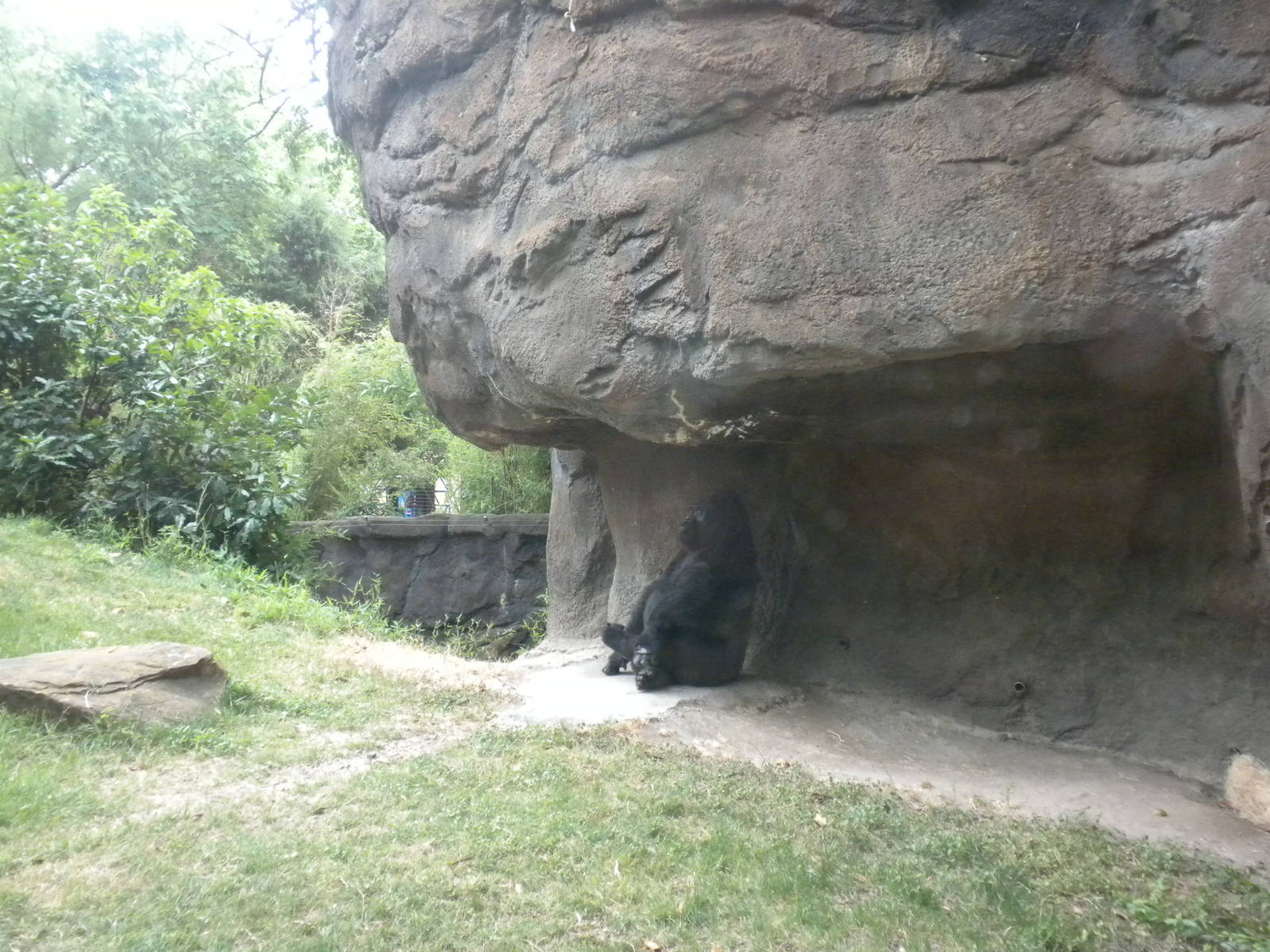 Gorilla exhibit