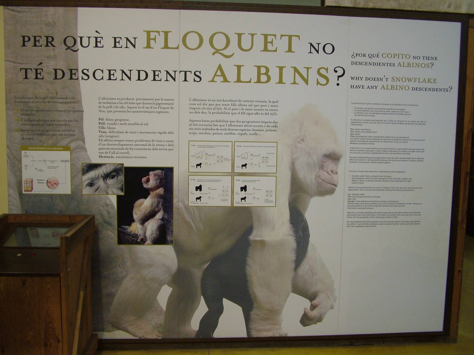 Gorilla Exhibition Display at Barcelona, 30/05/11