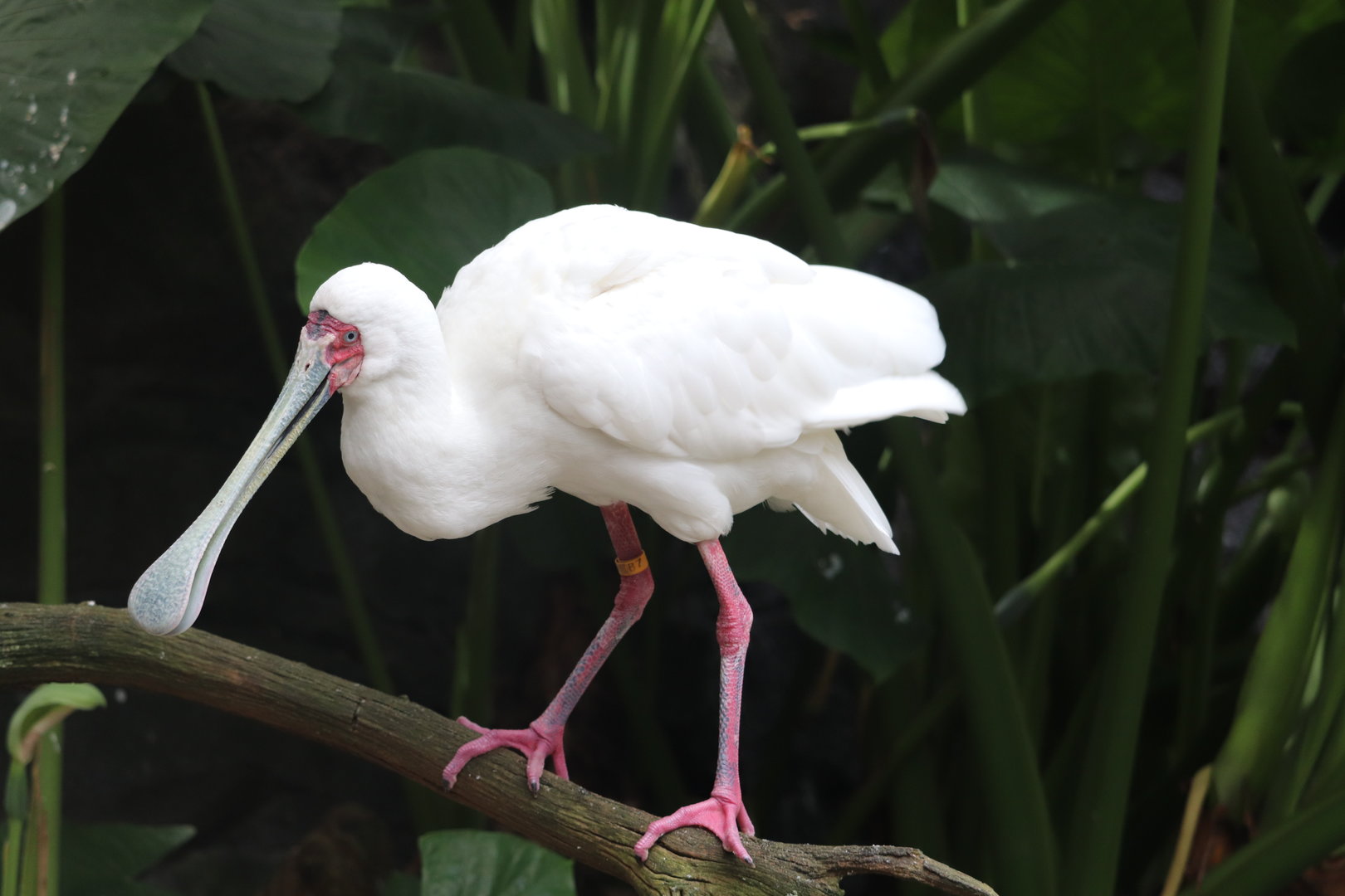 Gorilla Falls Exploration Trail - African Spoonbill