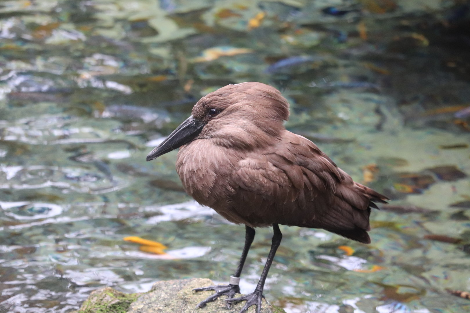 Gorilla Falls Exploration Trail - Hamerkop