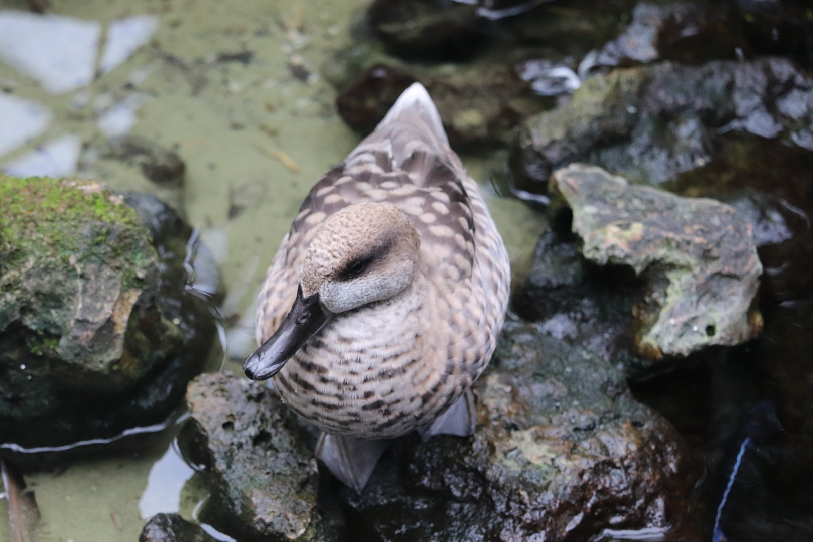 Gorilla Falls Exploration Trail - Marbled teal