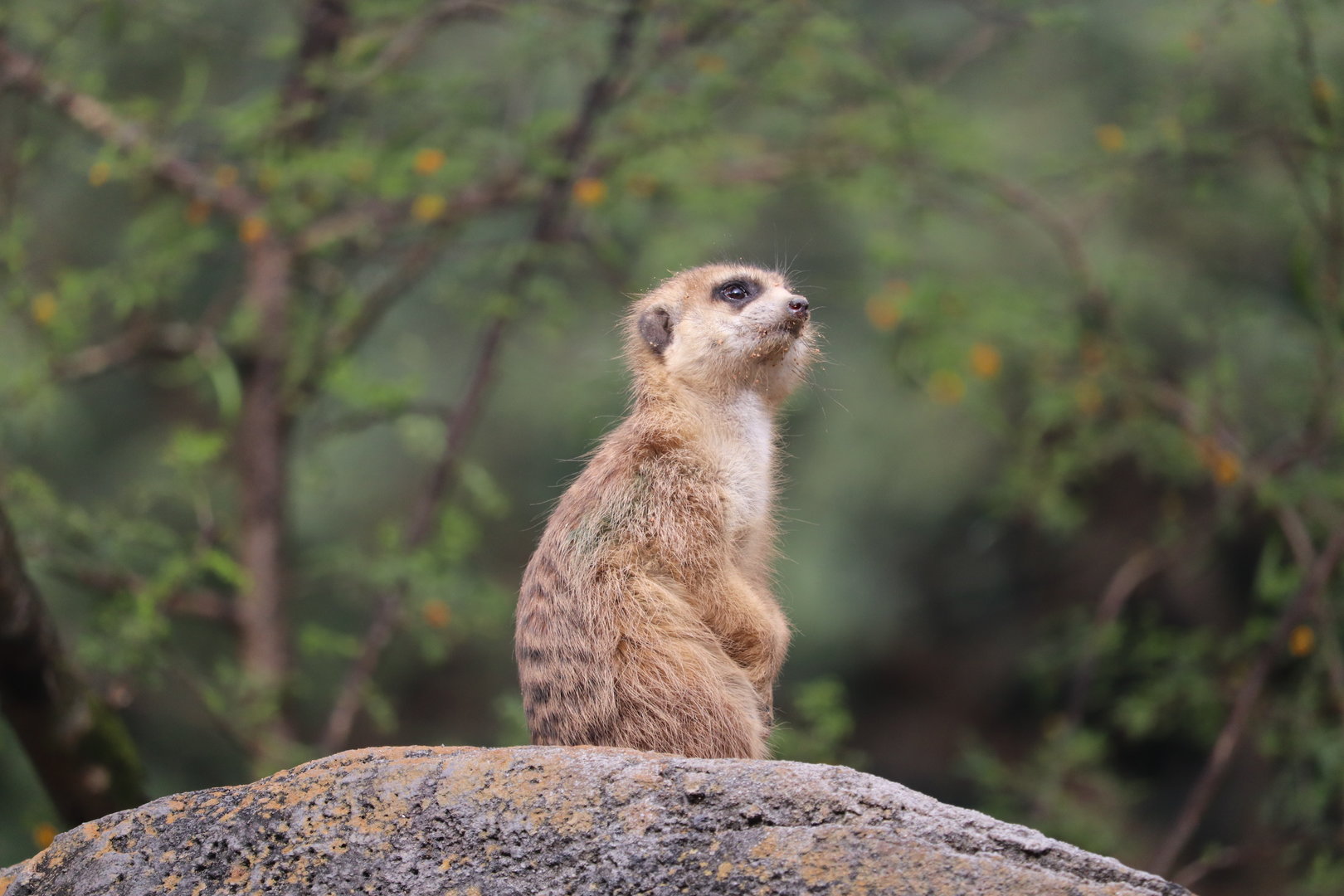 Gorilla Falls Exploration Trail - Meerkat