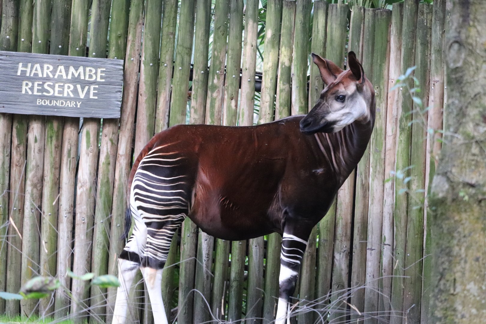 Gorilla Falls Exploration Trail - Okapi