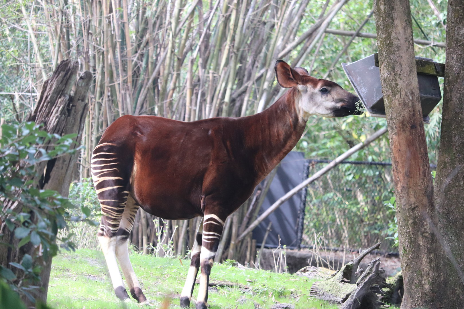 Gorilla Falls Exploration Trail - Okapi