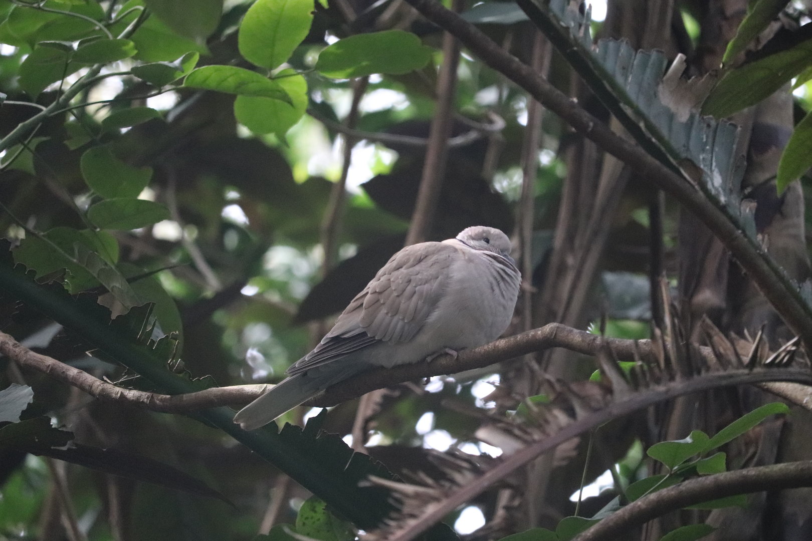 Gorilla Falls Exploration Trail - Ring-Necked Dove