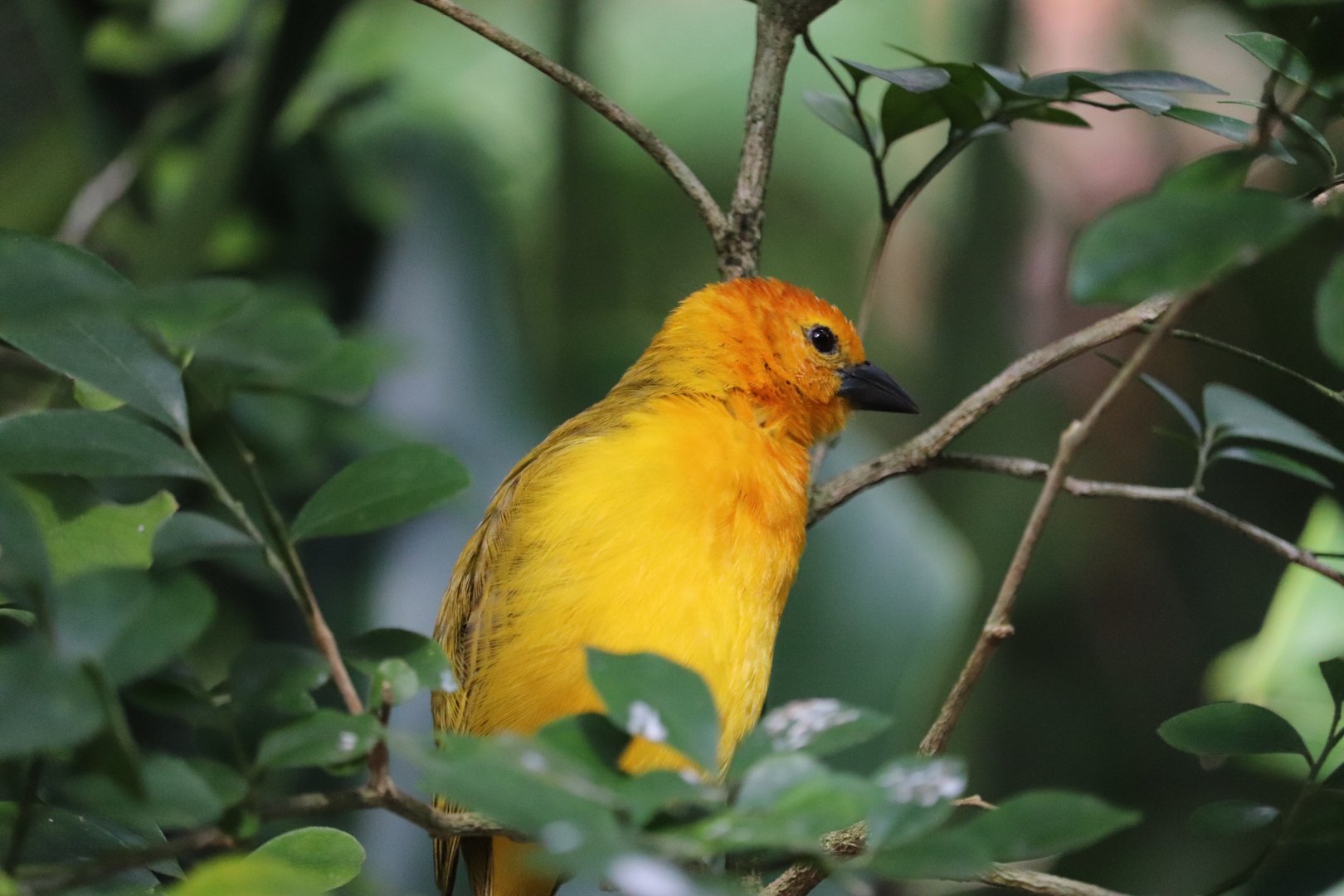 Gorilla Falls Exploration Trail - Taveta Golden Weaver