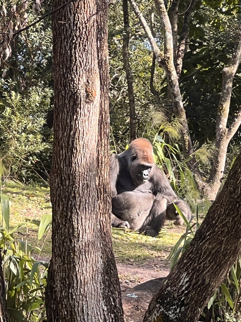 Gorilla Falls Exploration Trail- Western lowland gorilla- Gus