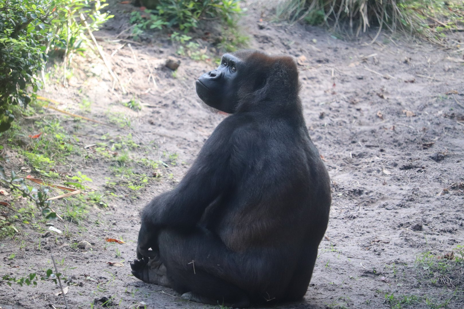 Gorilla Falls Exploration Trail - Western Lowland Gorilla