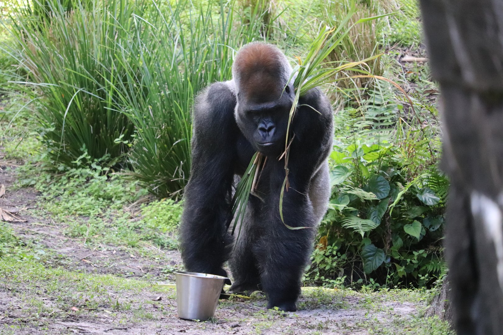 Gorilla Falls Exploration Trail - Western Lowland Gorilla