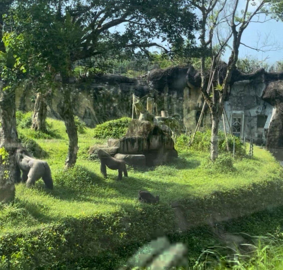 Gorilla family at Taipei Zoo