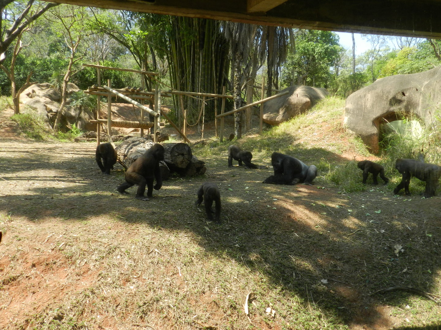 Gorilla family - Belo Horizonte zoo