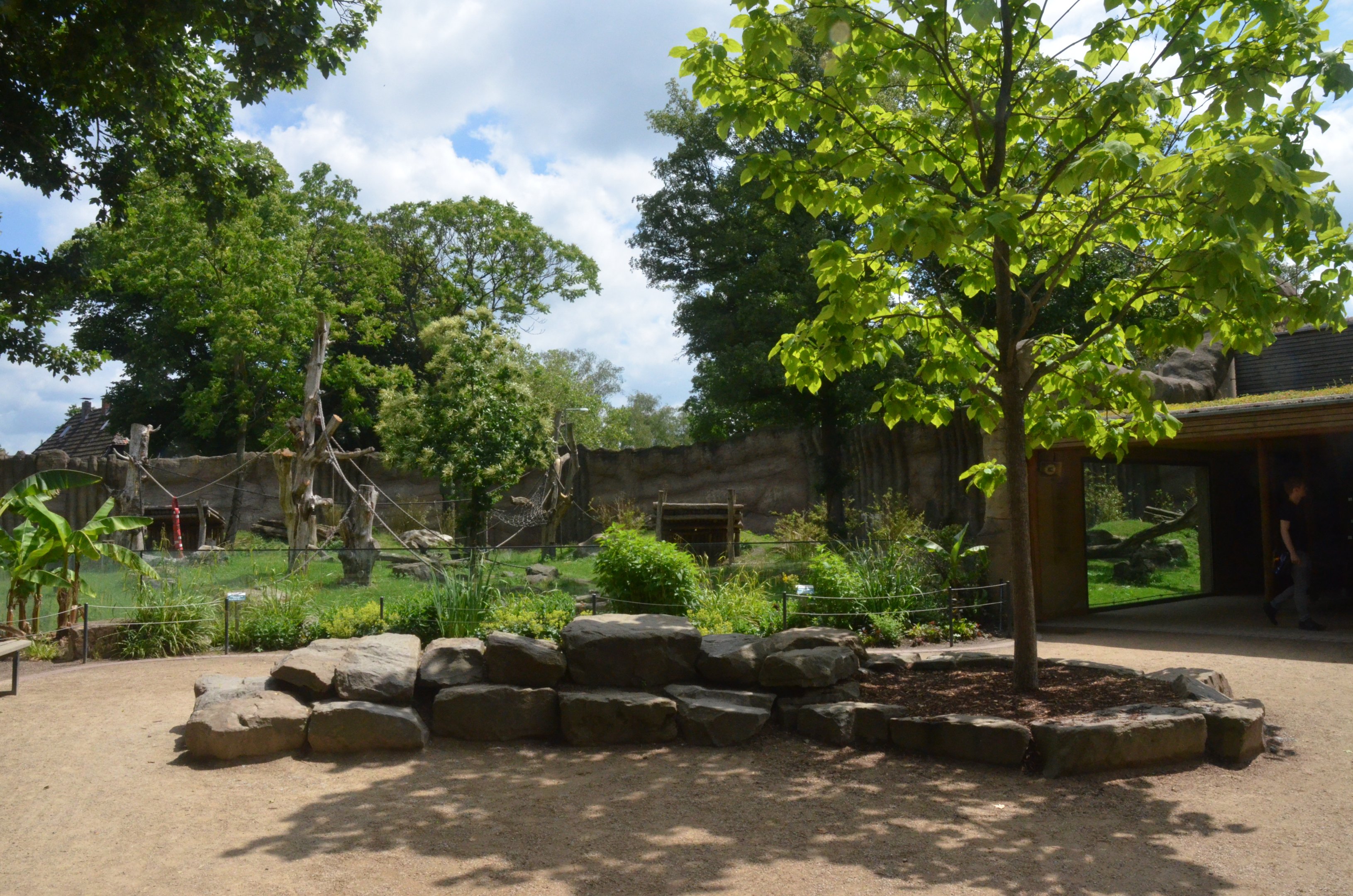 Gorilla Family Group Enclosure at Krefeld, 15/06/19