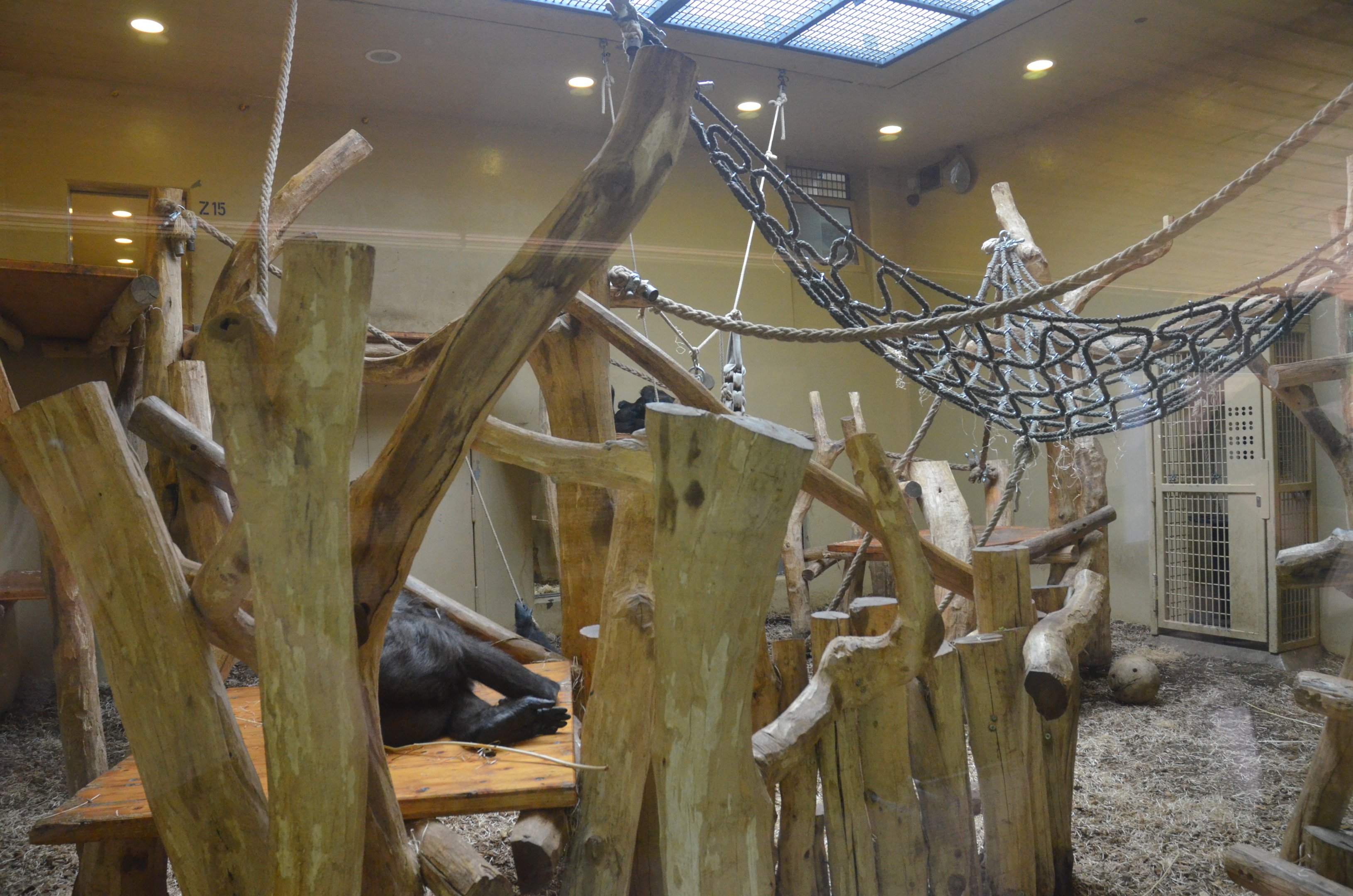 Gorilla Family Group Enclosure at Krefeld, 15/06/19