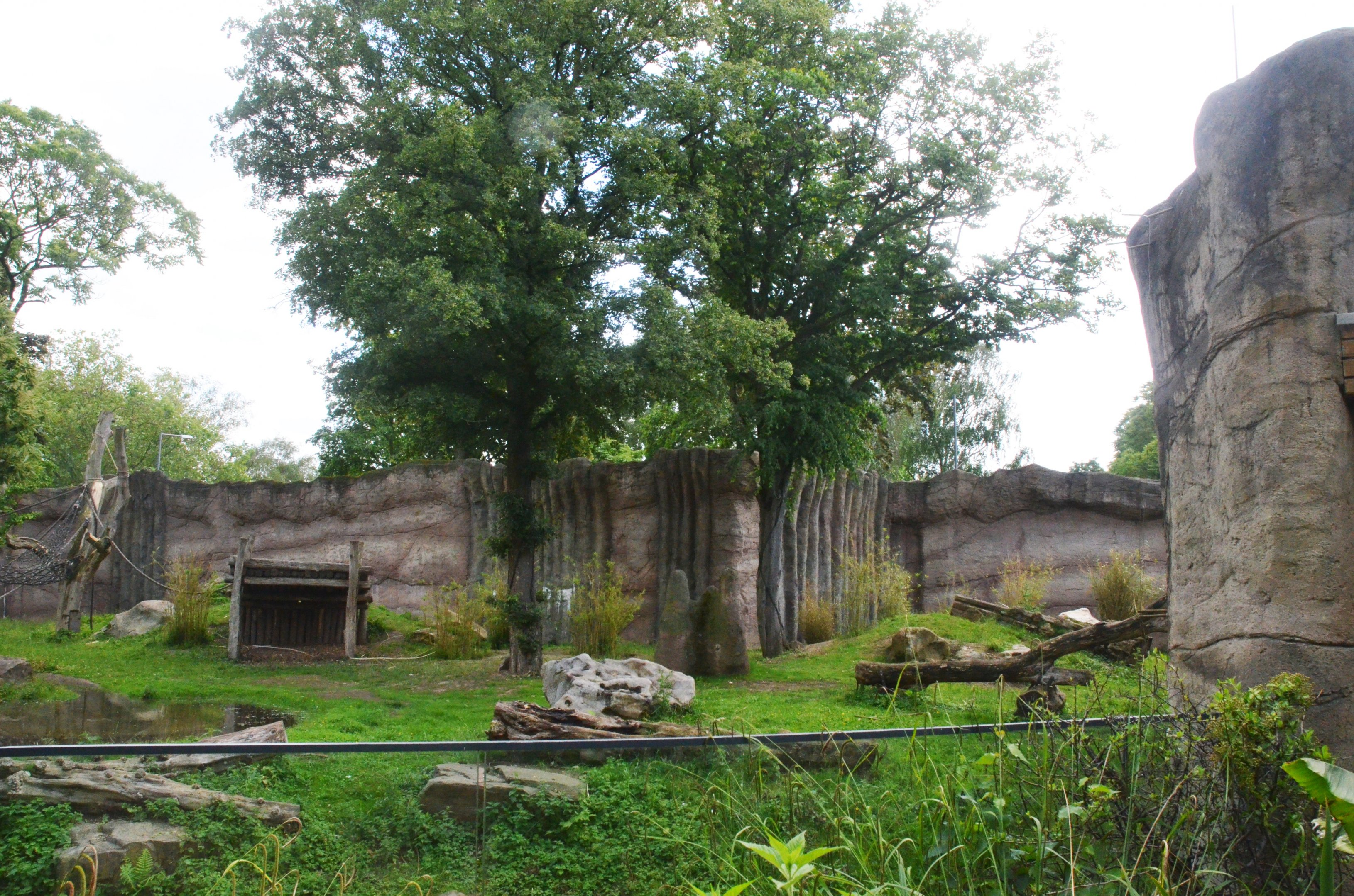 Gorilla Family Group Enclosure at Krefeld, 15/06/19