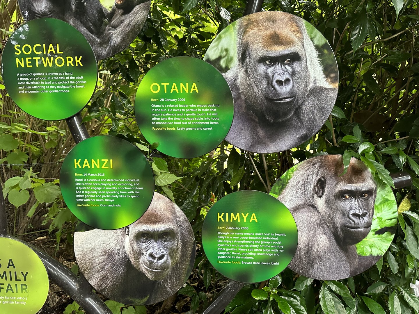 Gorilla Family Signage