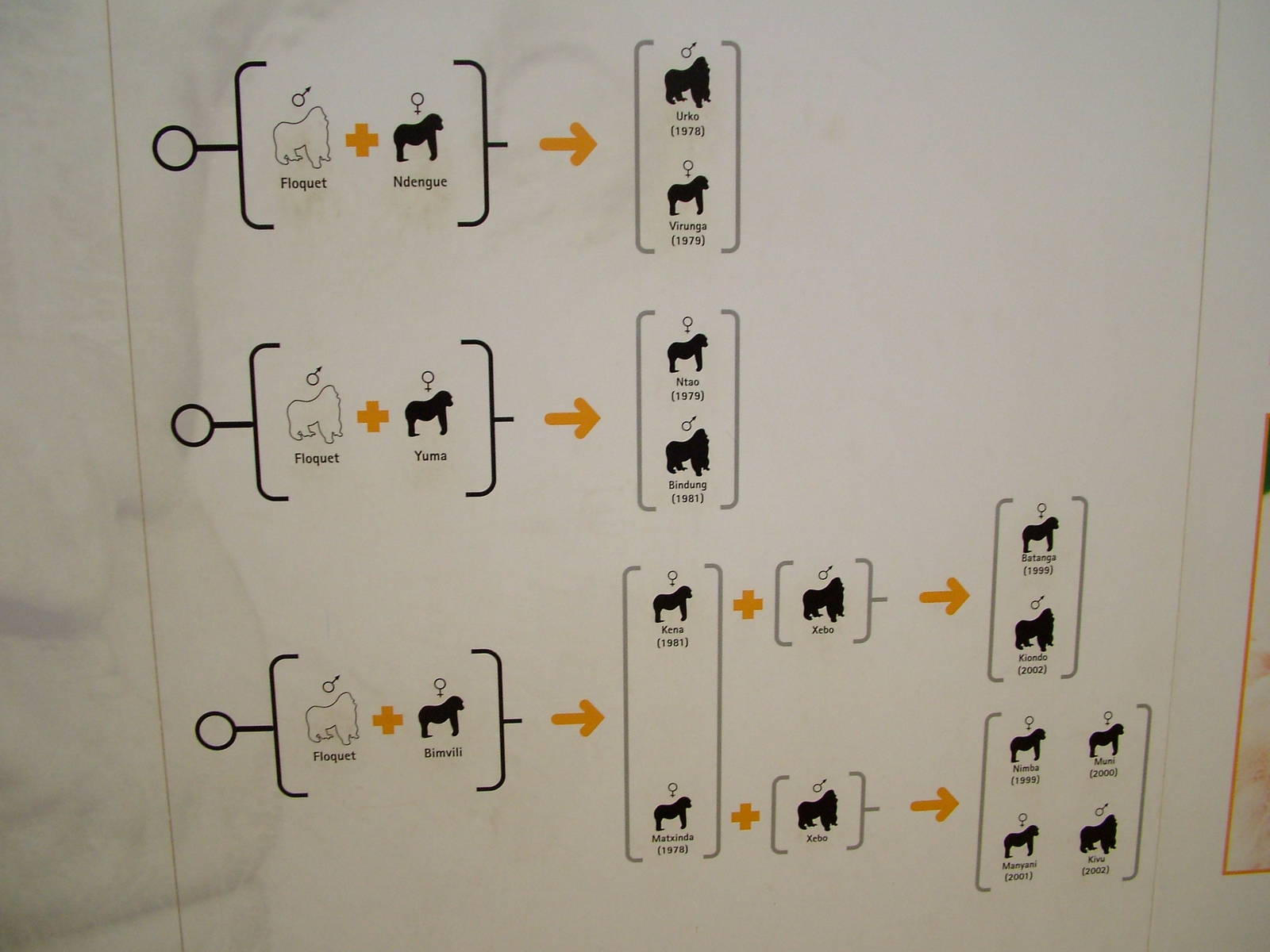 Gorilla Family Tree at Barcelona, 30/05/11