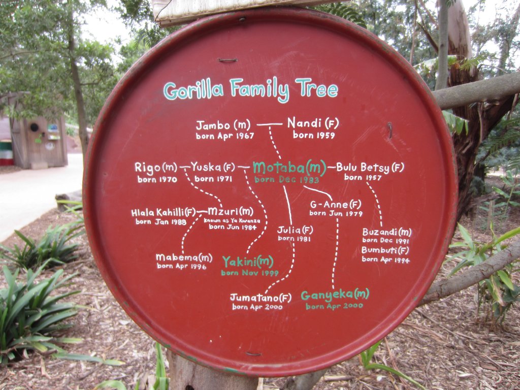 Gorilla Family Tree