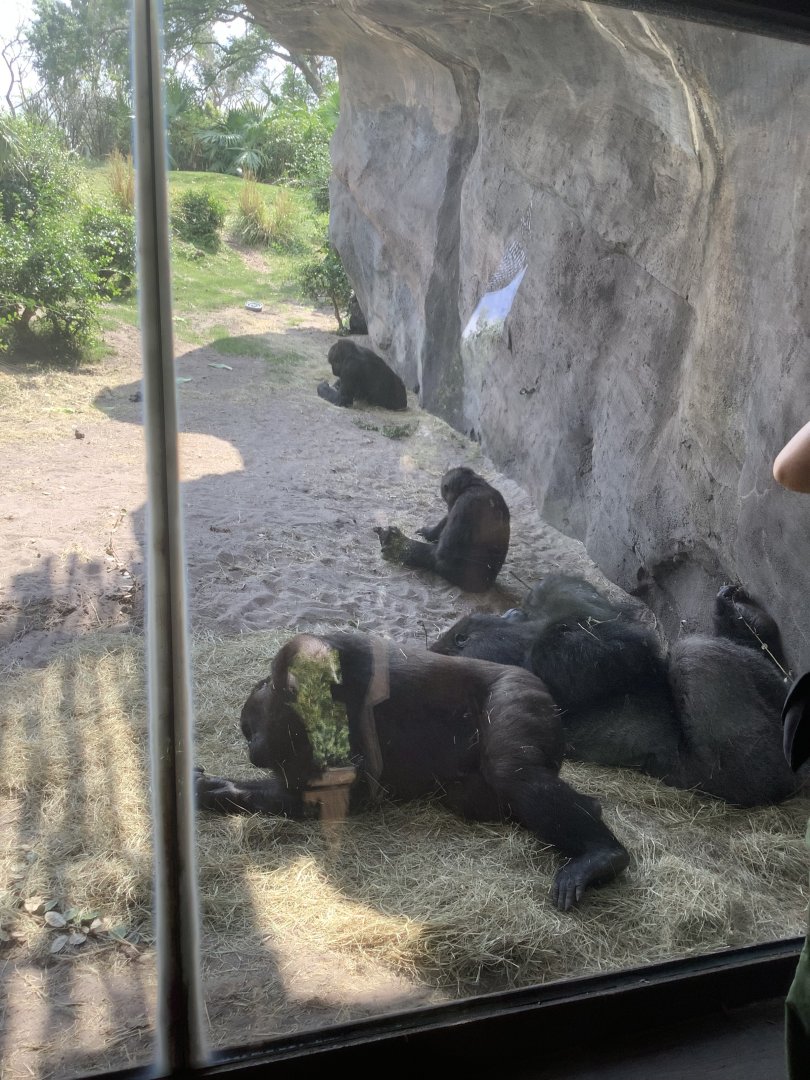 Gorilla family troop 3/18/24