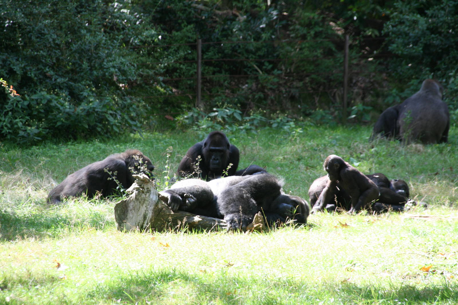 Gorilla family