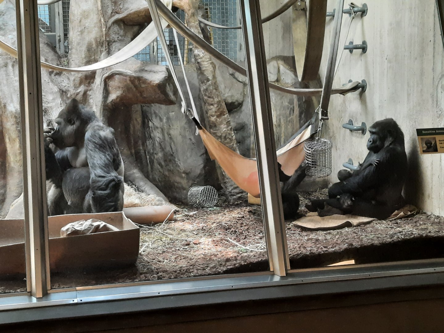 Gorilla family