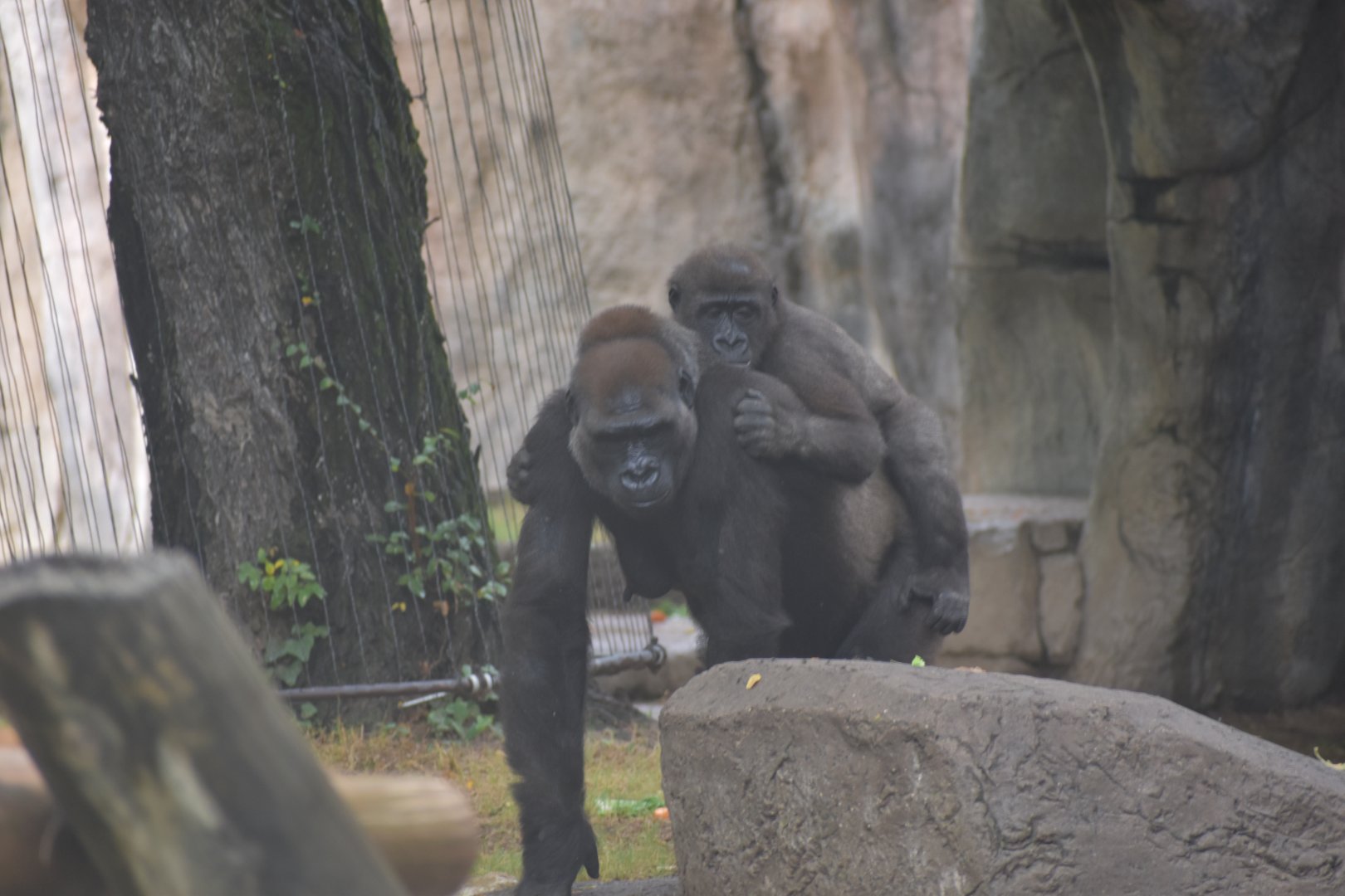 Gorilla Family