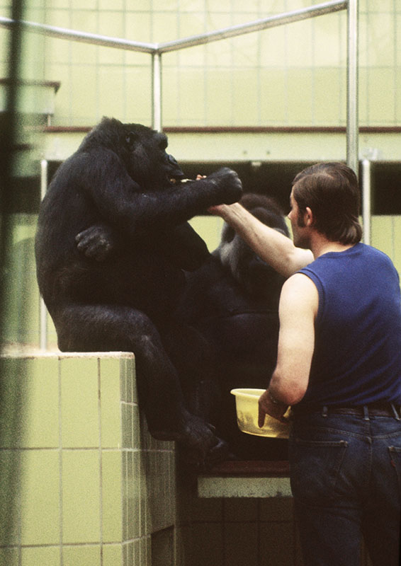 Gorilla feeding 1973