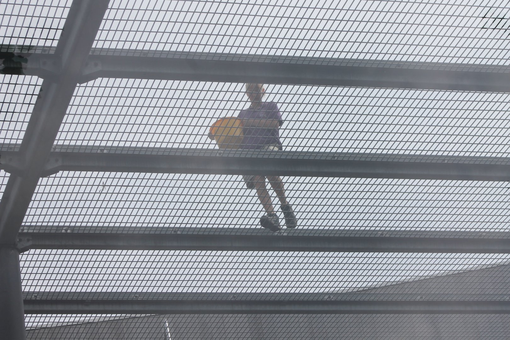 Gorilla-feeding from above